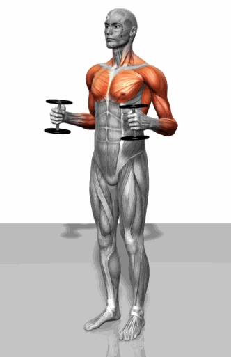 力量训练动态3D图解：不同肌肉直观锻炼法