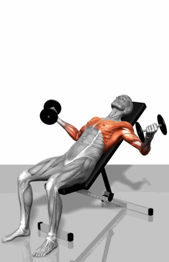 力量训练动态3D图解：不同肌肉直观锻炼法